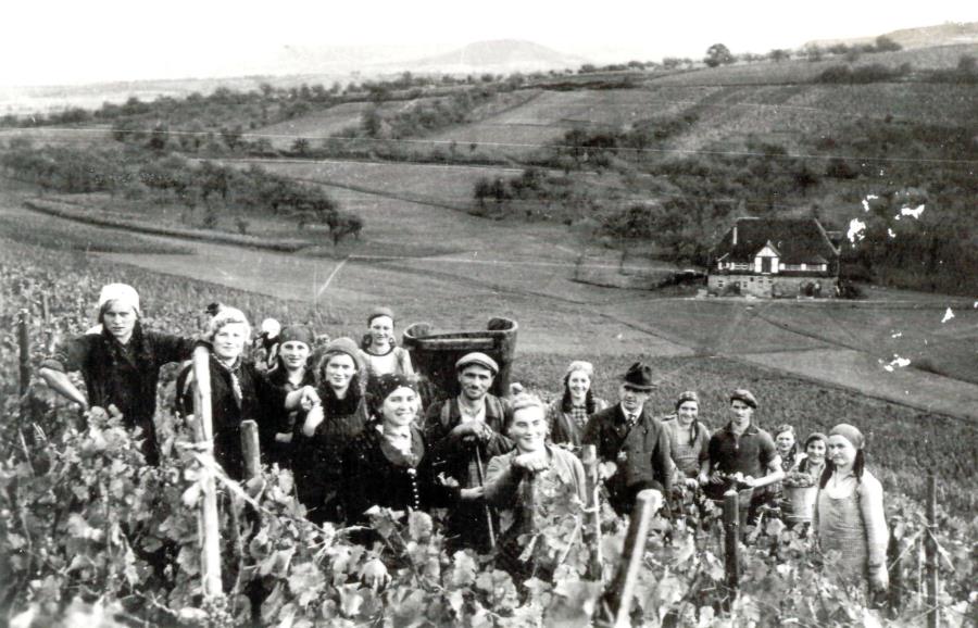 Weinlese beim fürstlichen Weingut in Verrenberg 1936