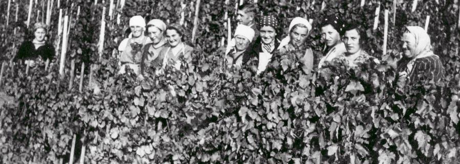 Weinlese beim fürstlichen Weingut in Verrenberg 1937